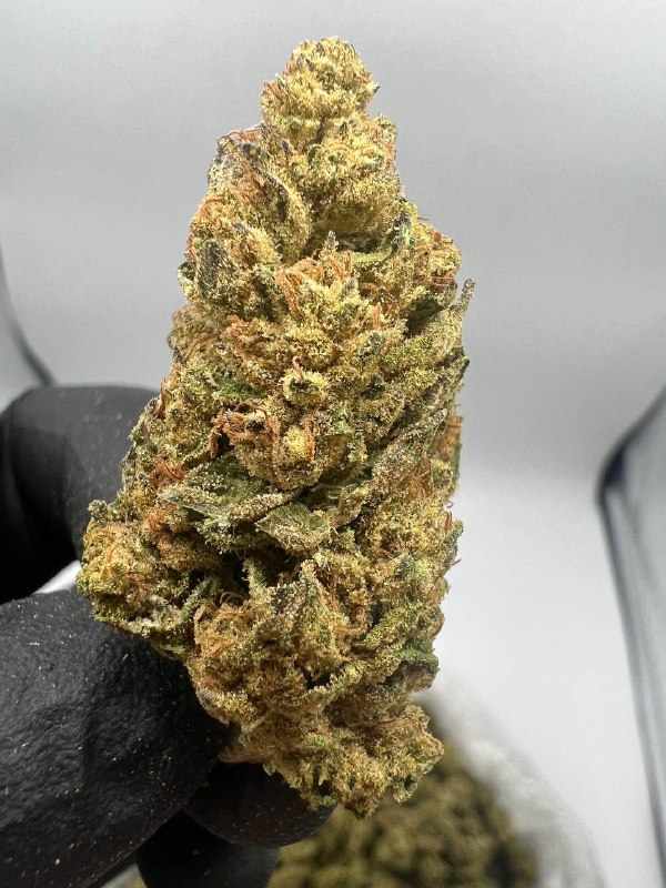 Royal Highness