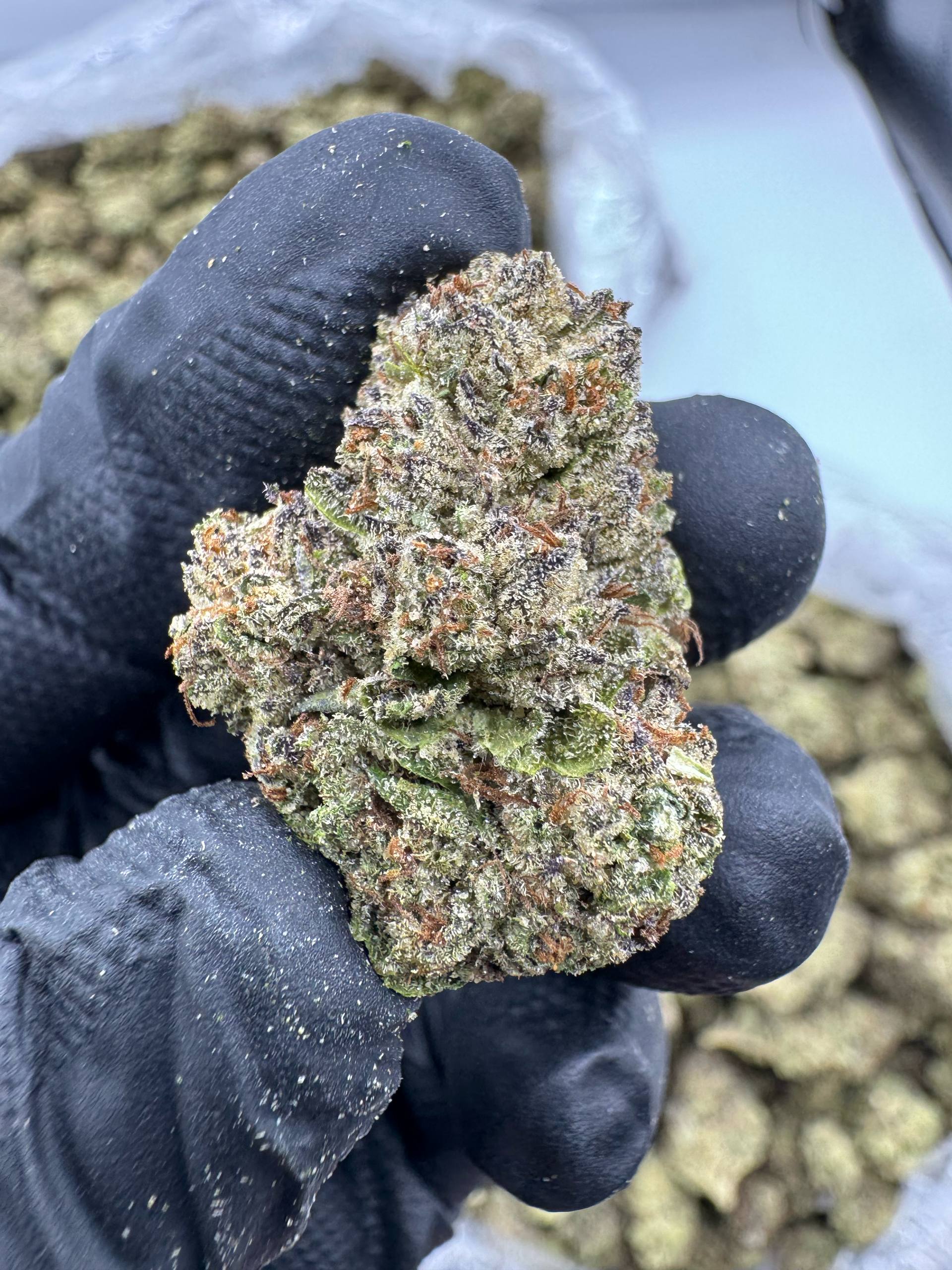 Humboldt Gelato