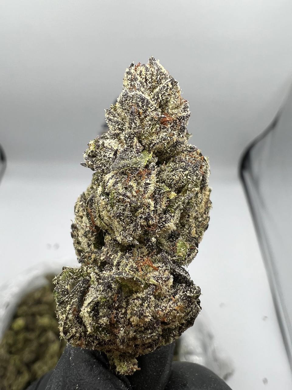Buy Taffy Runtz Strain