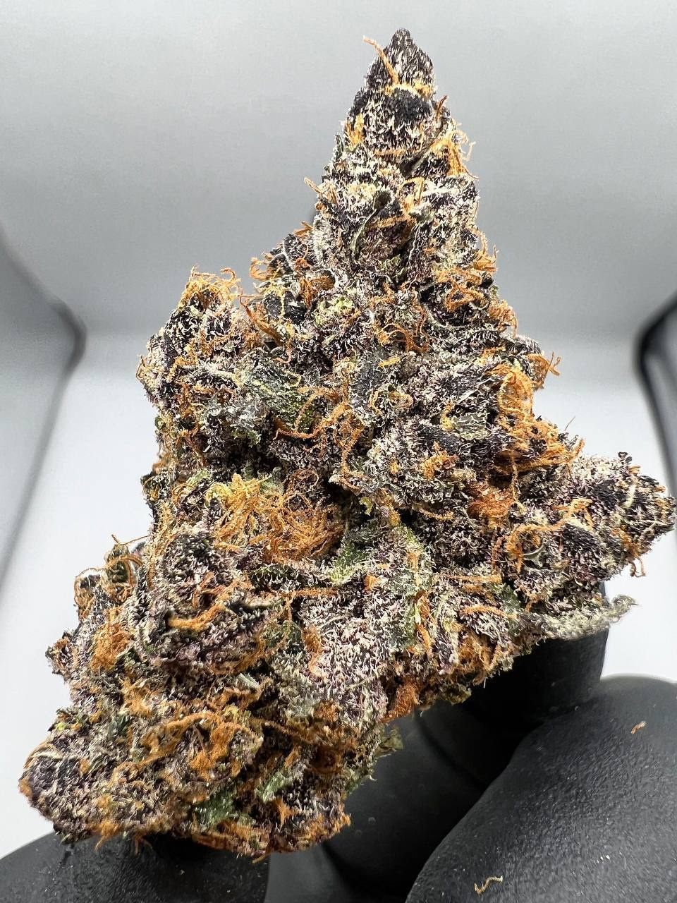 Buy Super Silver Haze strain