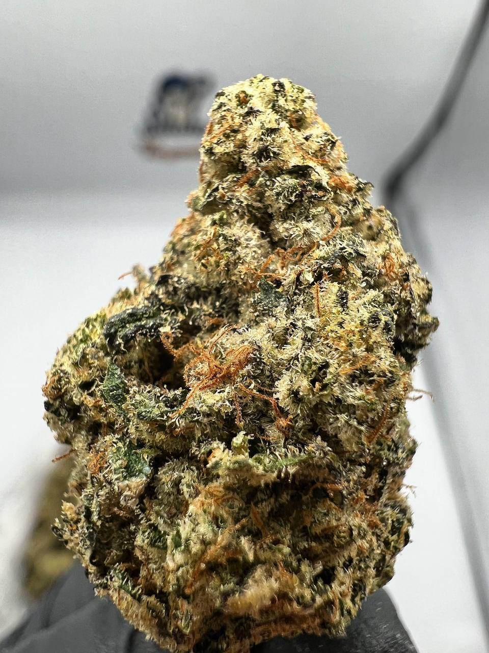 Buy Critical Mass Strain