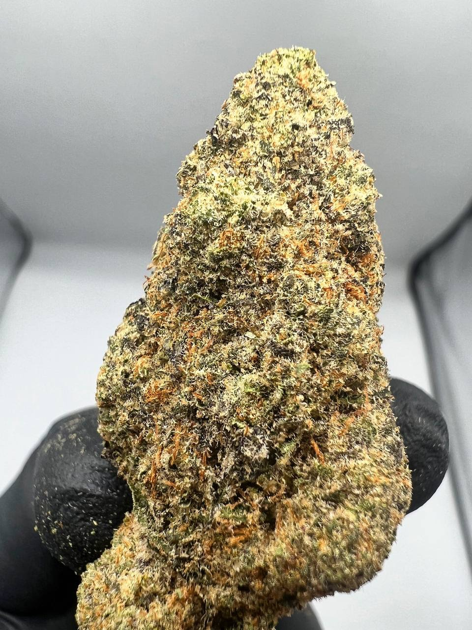 Buy Lemon Cane Strain
