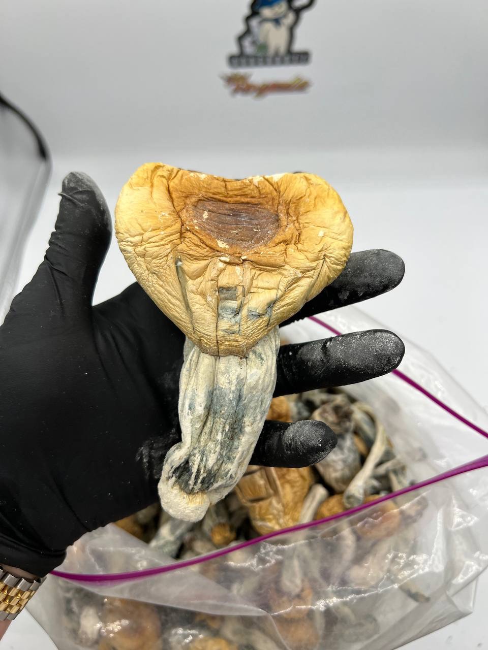 PENIS ENVY MUSHROOMS
