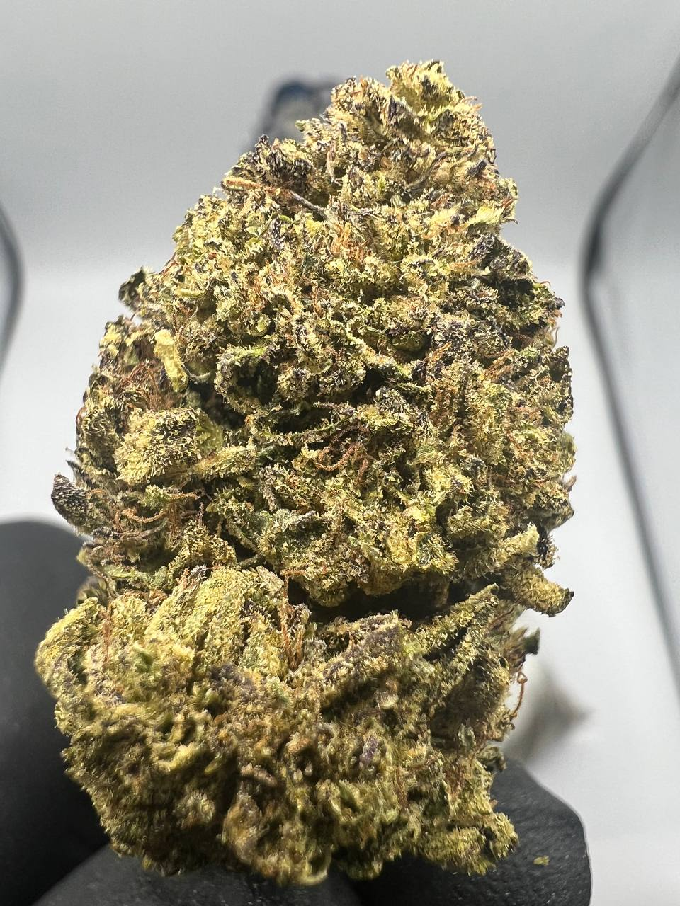 Jungle Cake